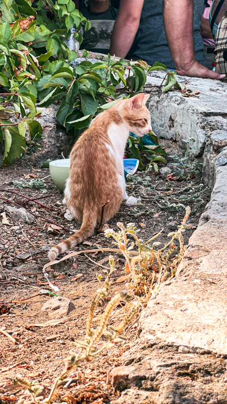 Cat at A of L