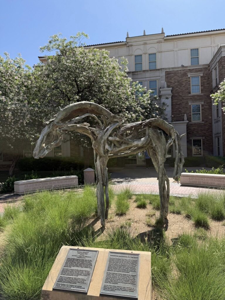 Horse Texas Tech Lubbock