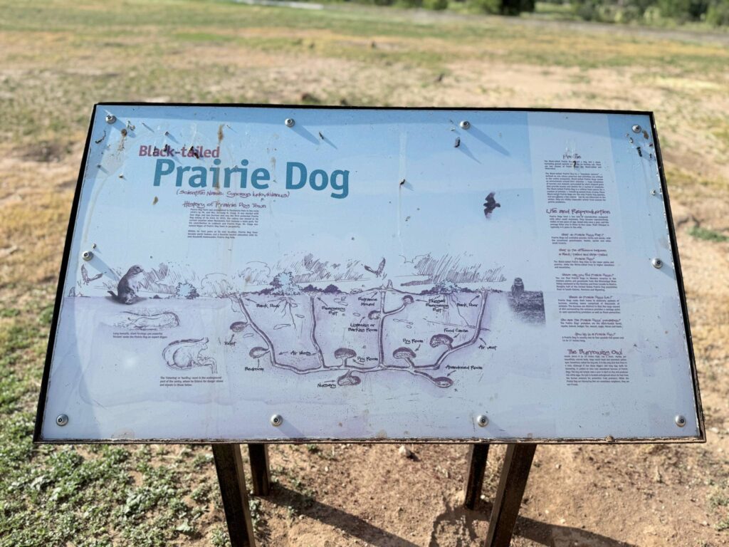Prairie Dog Town Lubbock