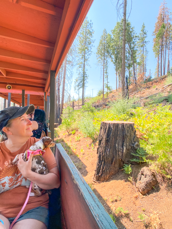 TILLY TRAIN RIDE