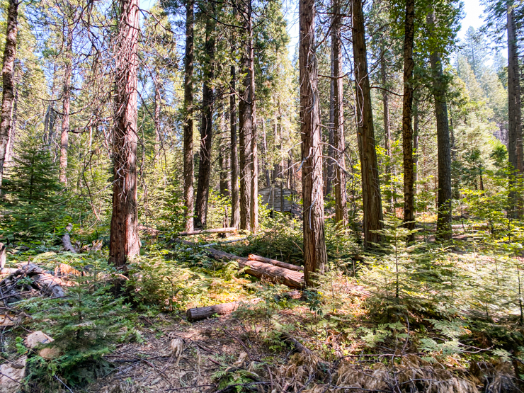 Yosemite Sugar Pine Railroad -4