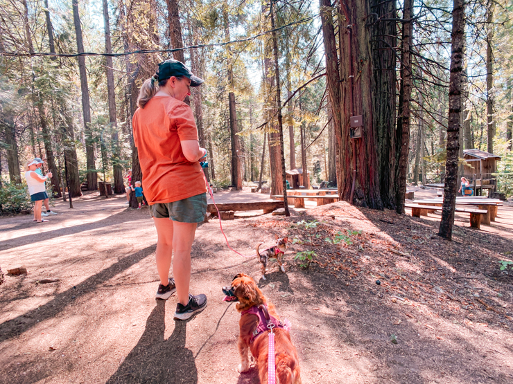 Yosemite Sugar Pine Railroad