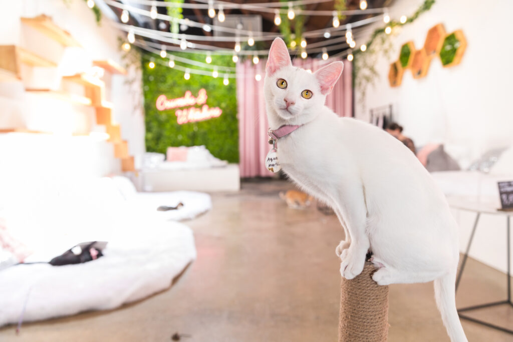Crumbs & Whiskers Cat Cafe 