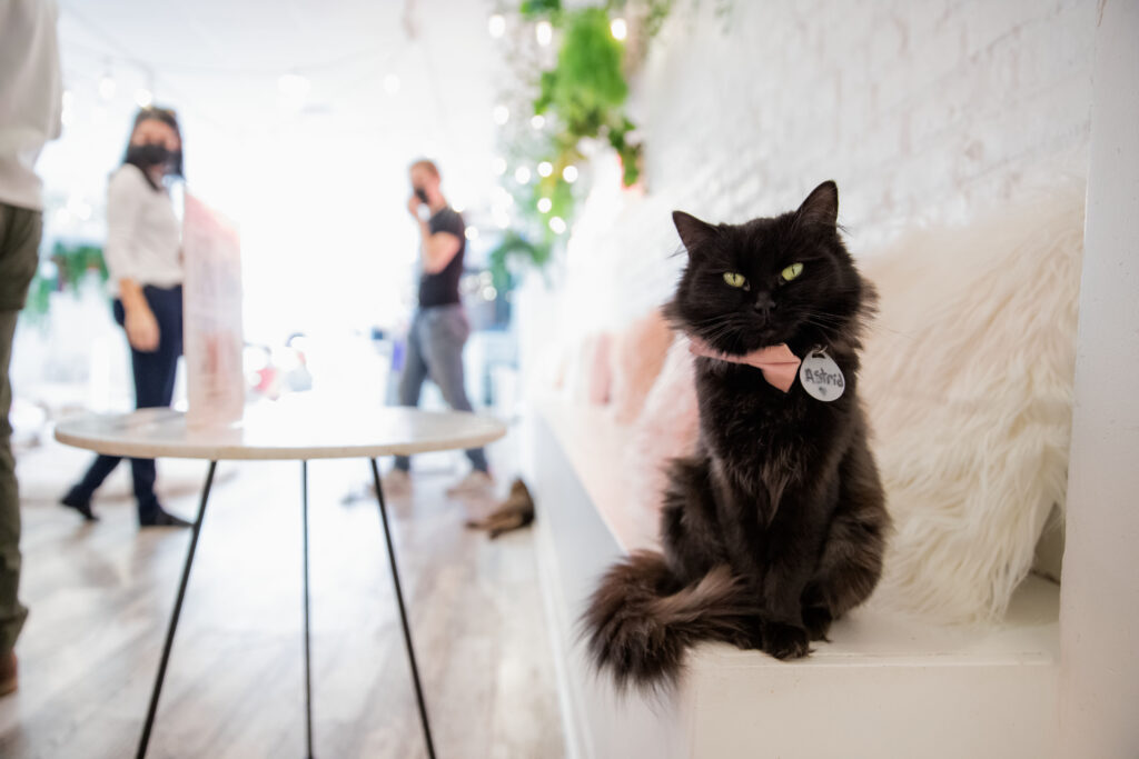 Crumbs & Whiskers Cat Cafe