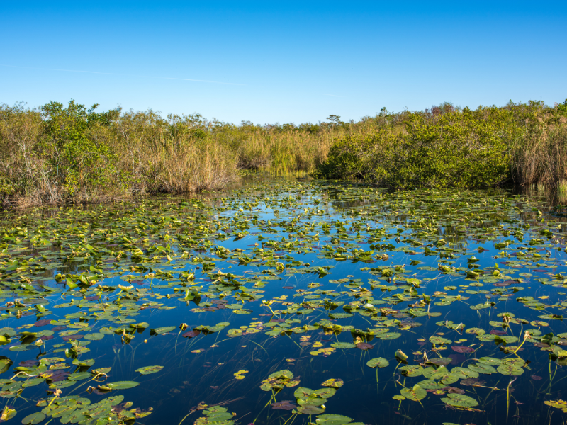 The Everglades UNESCO World Heritage Sites