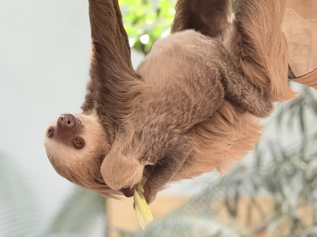 Sloth