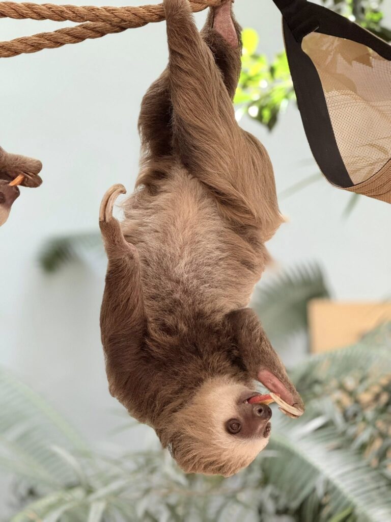 Sloth Cheyenne Mountain Zoo 