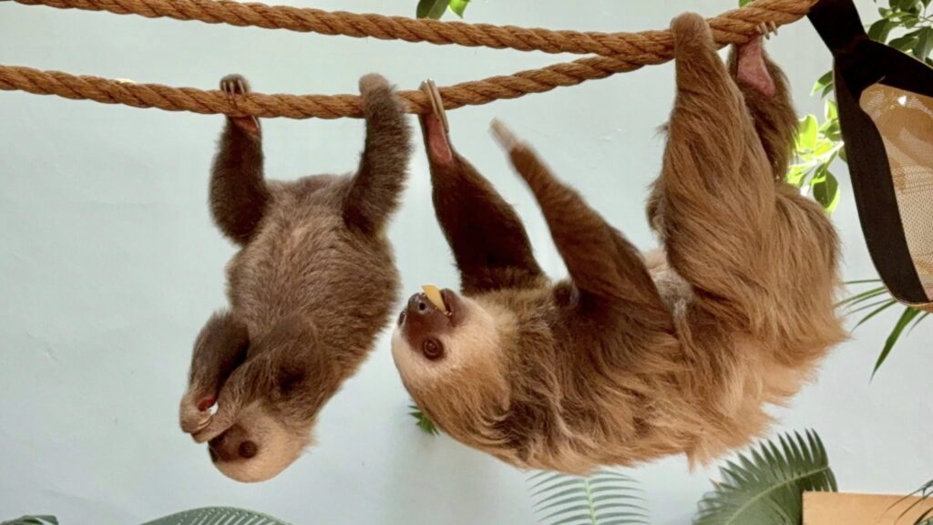 Sloth Cheyenne Mountain Zoo