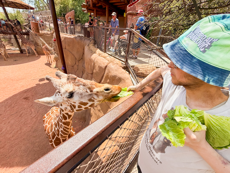 Ryan feeding giraffe
