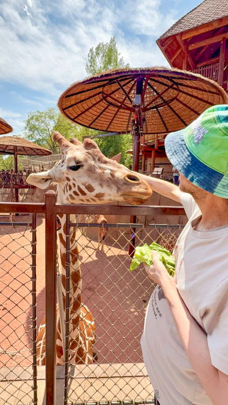 Cheyenne mountain zoo Giraffe feeding