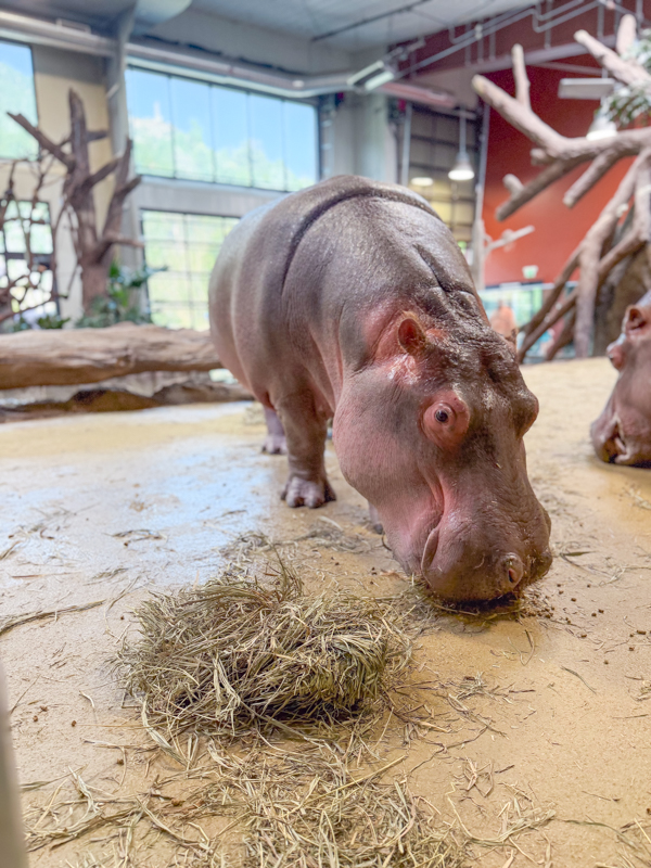 Cheyenne mountain zoo Hippo Colorado Springs 