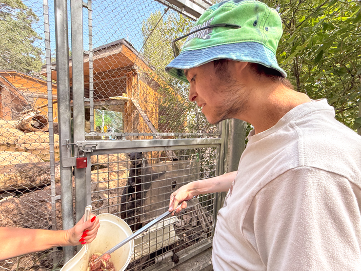 Cheyenne mountain zoo Otter feeding
