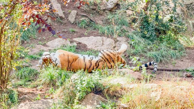 Cheyenne mountain zoo  tiger Colorado Springs 
