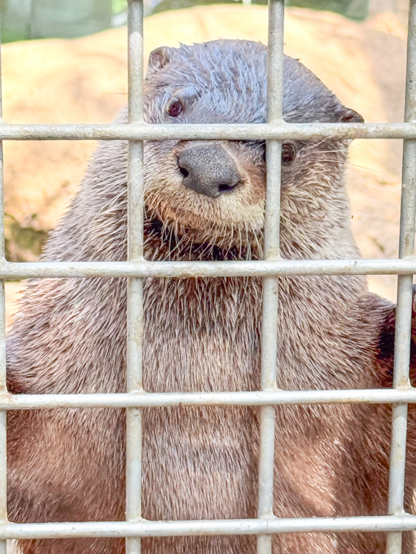 Otters Colorado Springs 