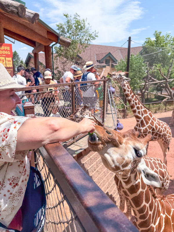 Melissa giraffes Colorado Springs 