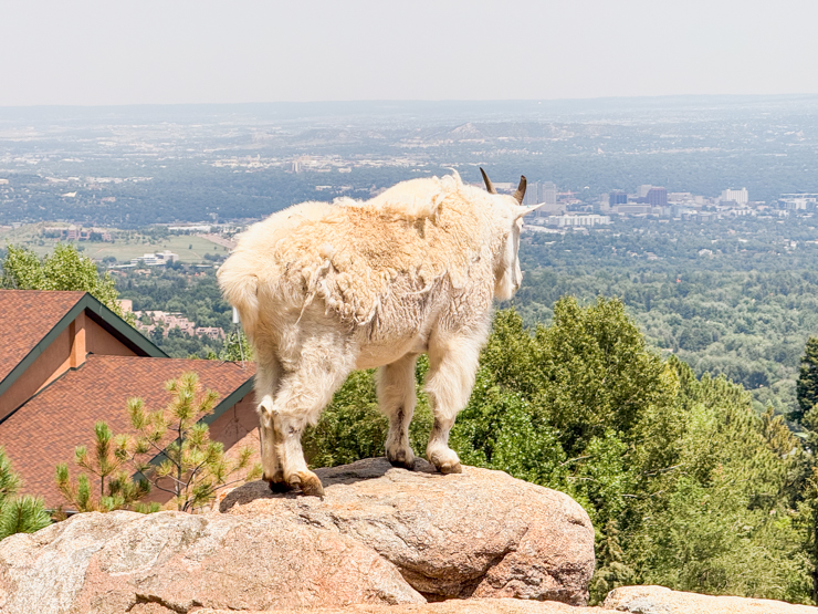 Cheyenne mountain zoo mountain goat Colorado Springs 