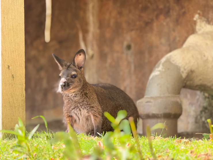 Cheyenne mountain zoo wallaby Colorado Springs 