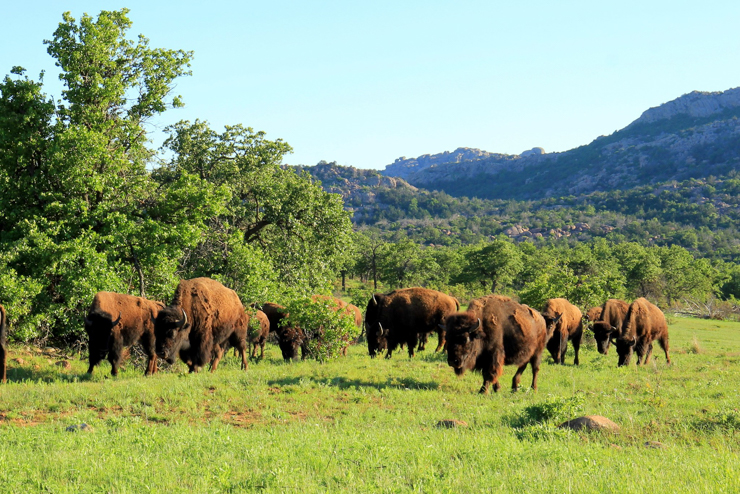 Wichita Mountains Bison