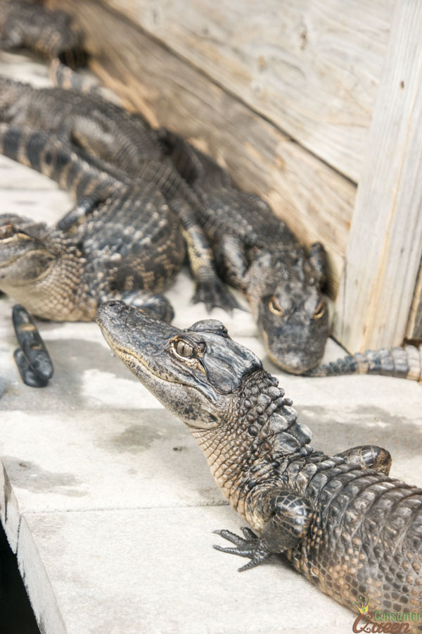 Gulfarium Marine Adventure Park Destin