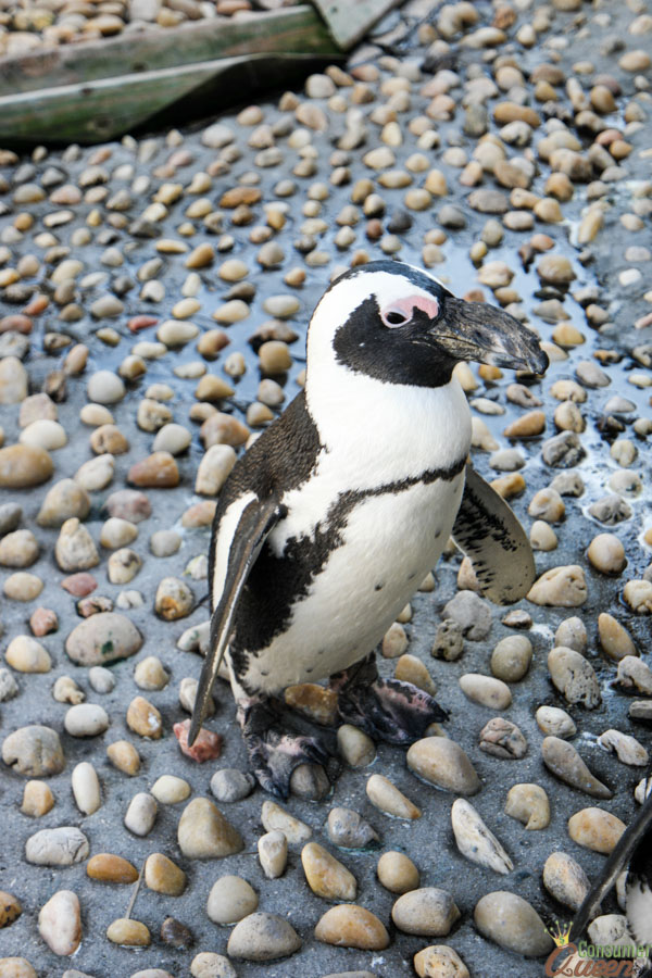 Gulfarium Marine Adventure Park Destin