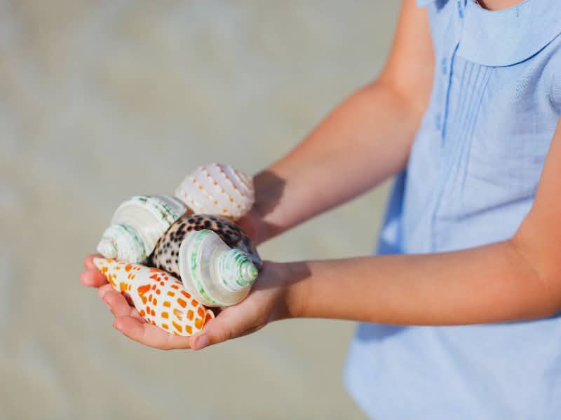 Person holding shell on one of the Best Shelling Beaches