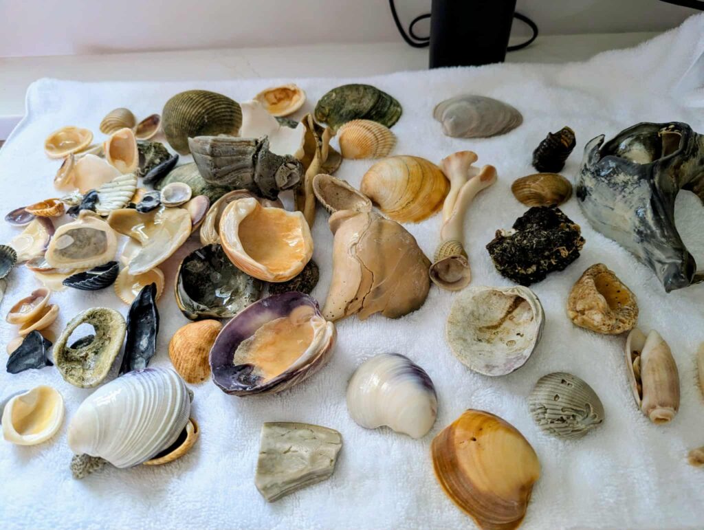 Emerald Isle, located on North Carolina's Bogue Banks is among the Best Shelling Beaches