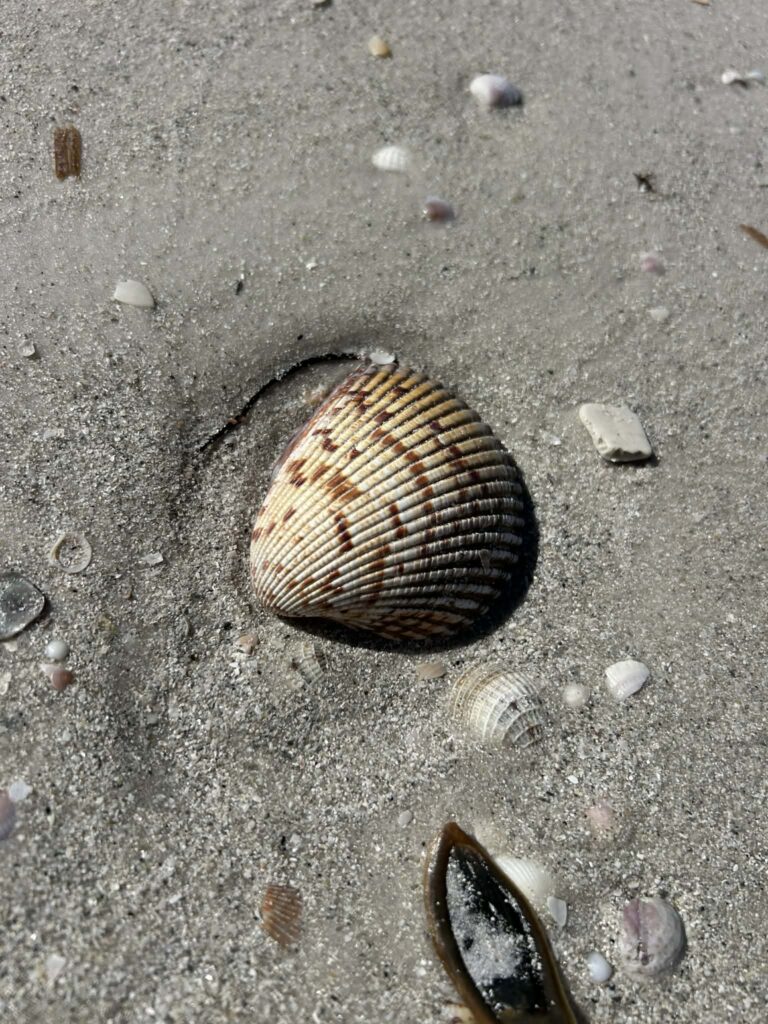 Shells on Caladesi Island State Park Beach among the Best Shelling Beaches