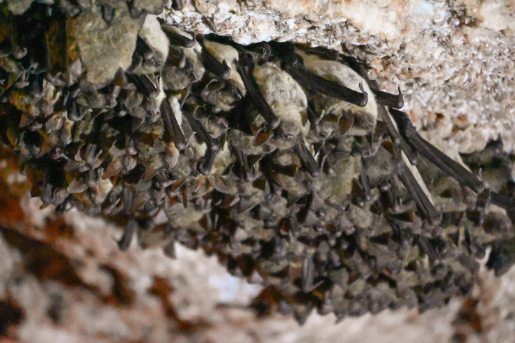 Alabaster Caverns: Oklahoma State Park parking fee