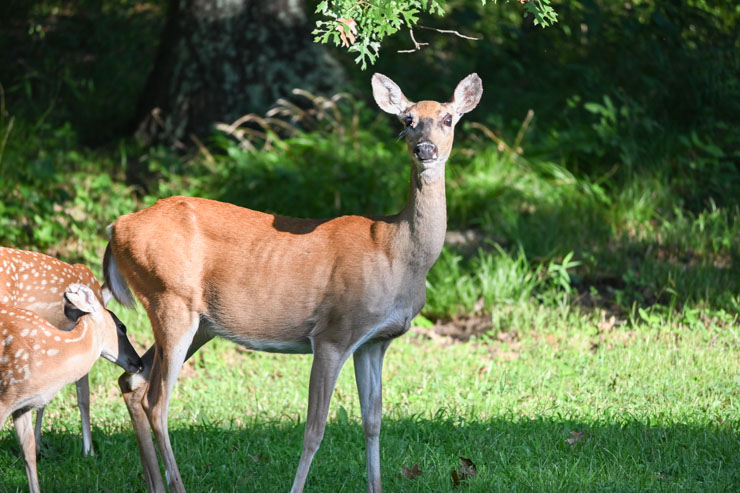 deer: Oklahoma State Park parking fee