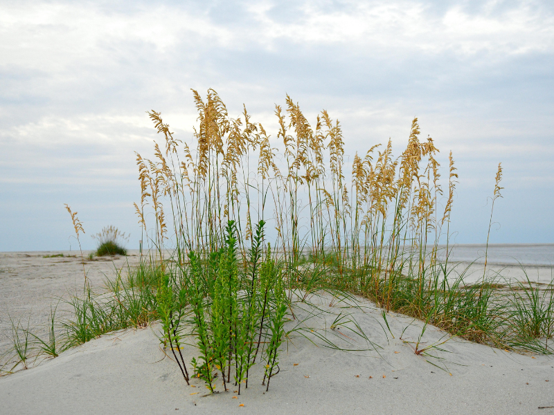 Beach in Georgia