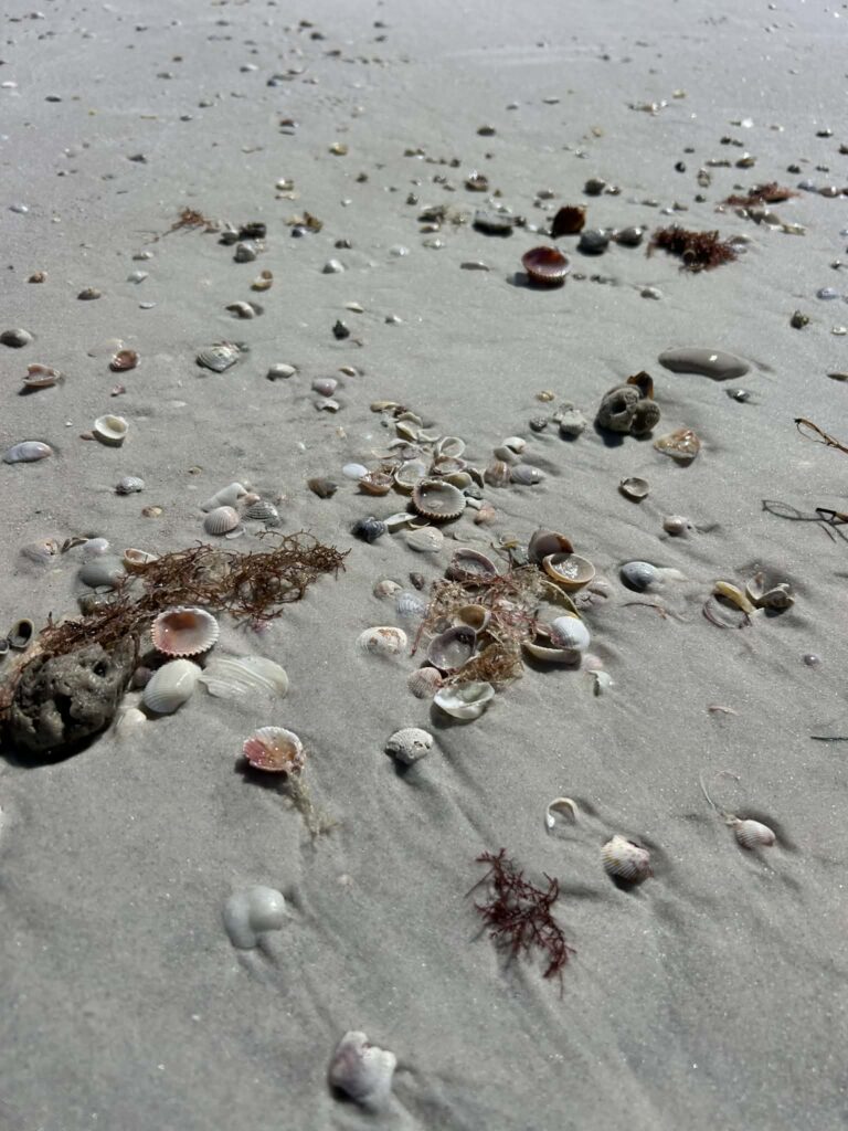 Shells on Caladesi Island State Park Beach among the Best Shelling Beaches