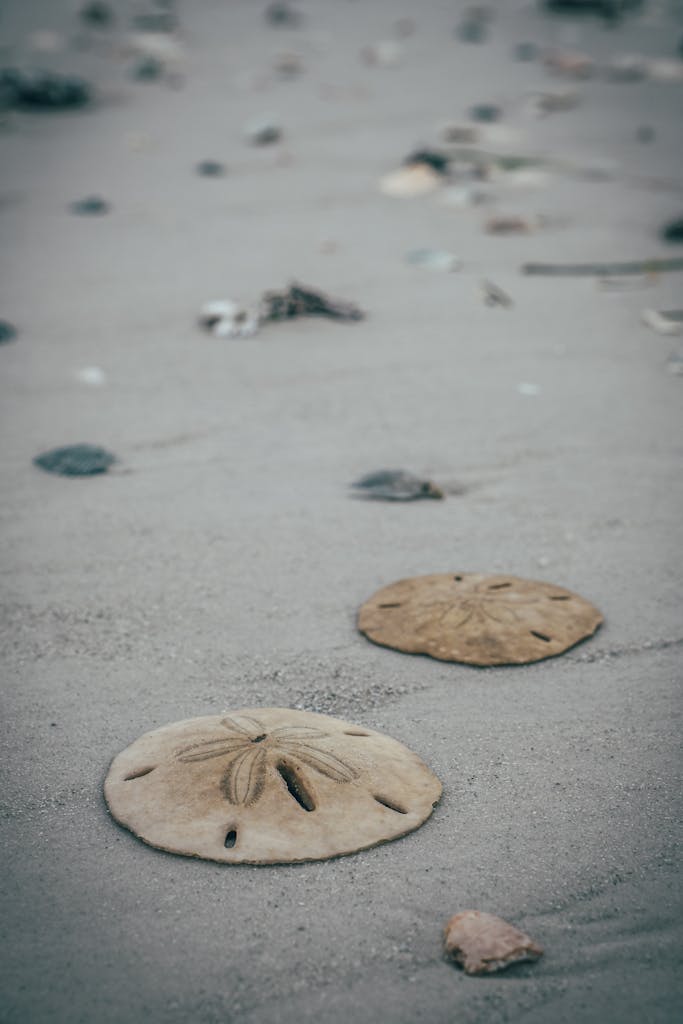 Close-up shot of sand dollars