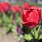 Oklahoma March Events 2026 Tulip Fest
