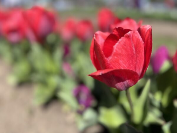 Oklahoma March Events 2026 Tulip Fest