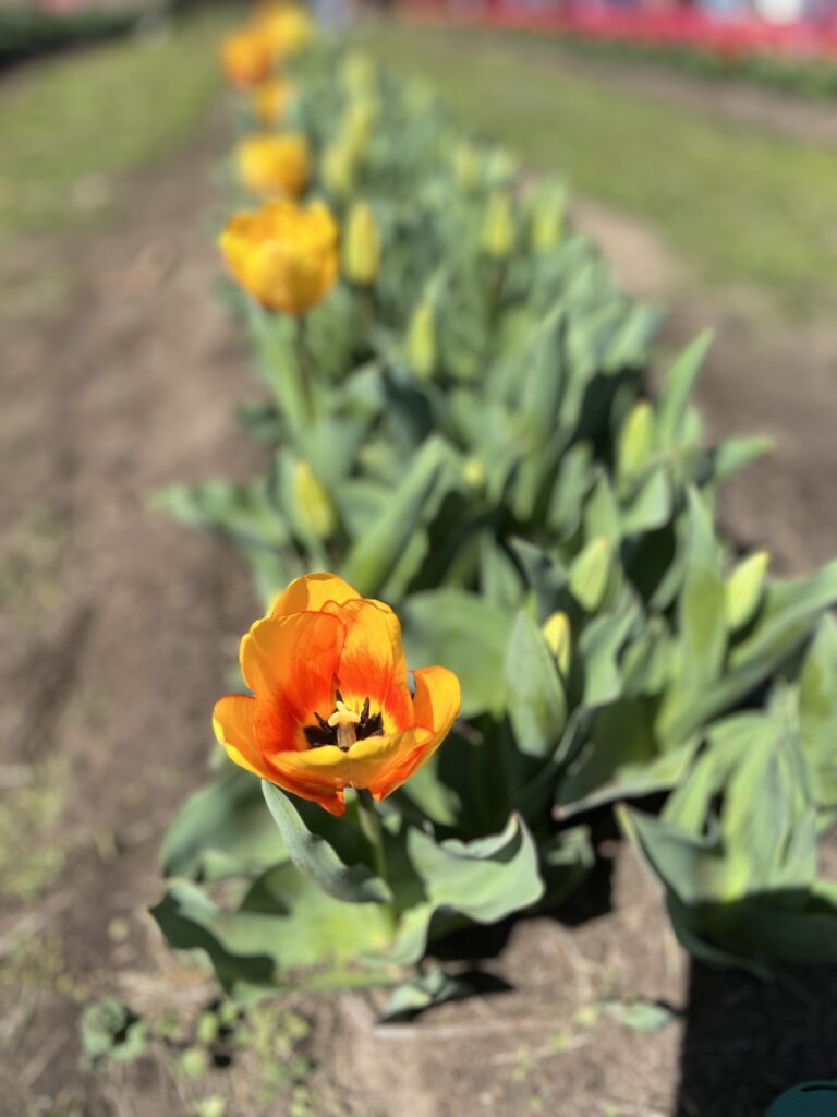 Oklahoma March Events 2026 Tulip Mania