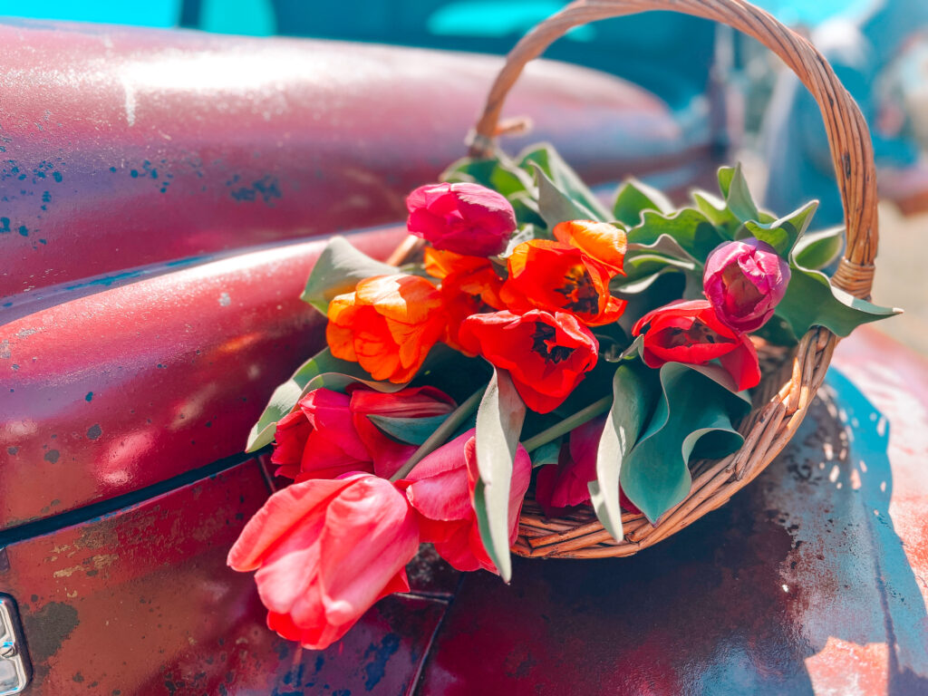 Oklahoma March Events 2026 Tulip Fest