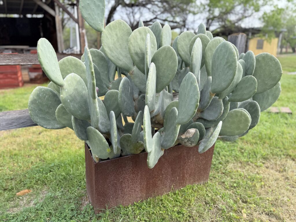 Cactus