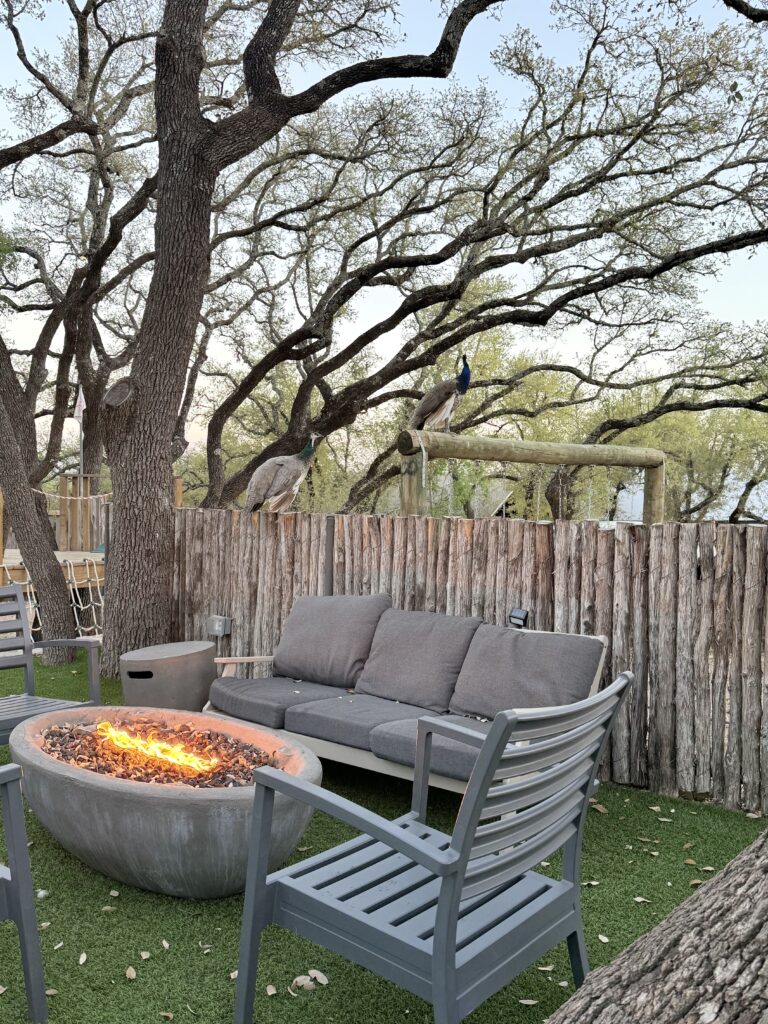 Peacocks in the tree at Lucky Arrow Retreat