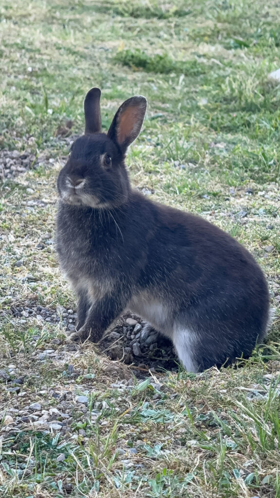 Bunny as Asmana Spa
