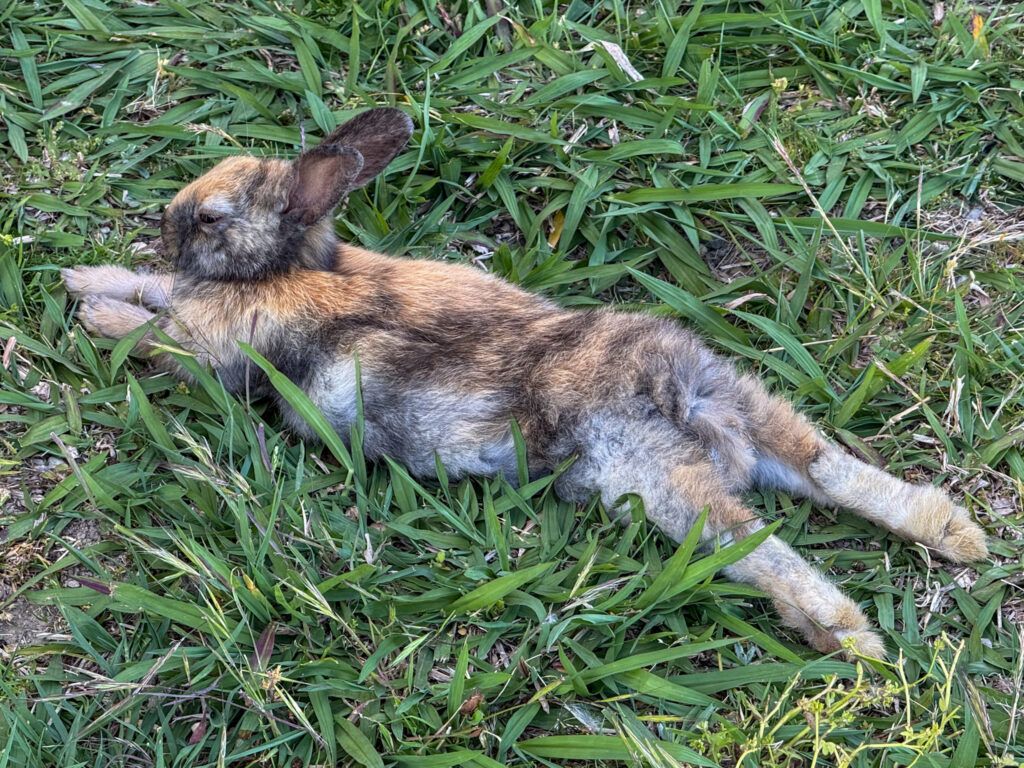 Asmana Spa bunnies 