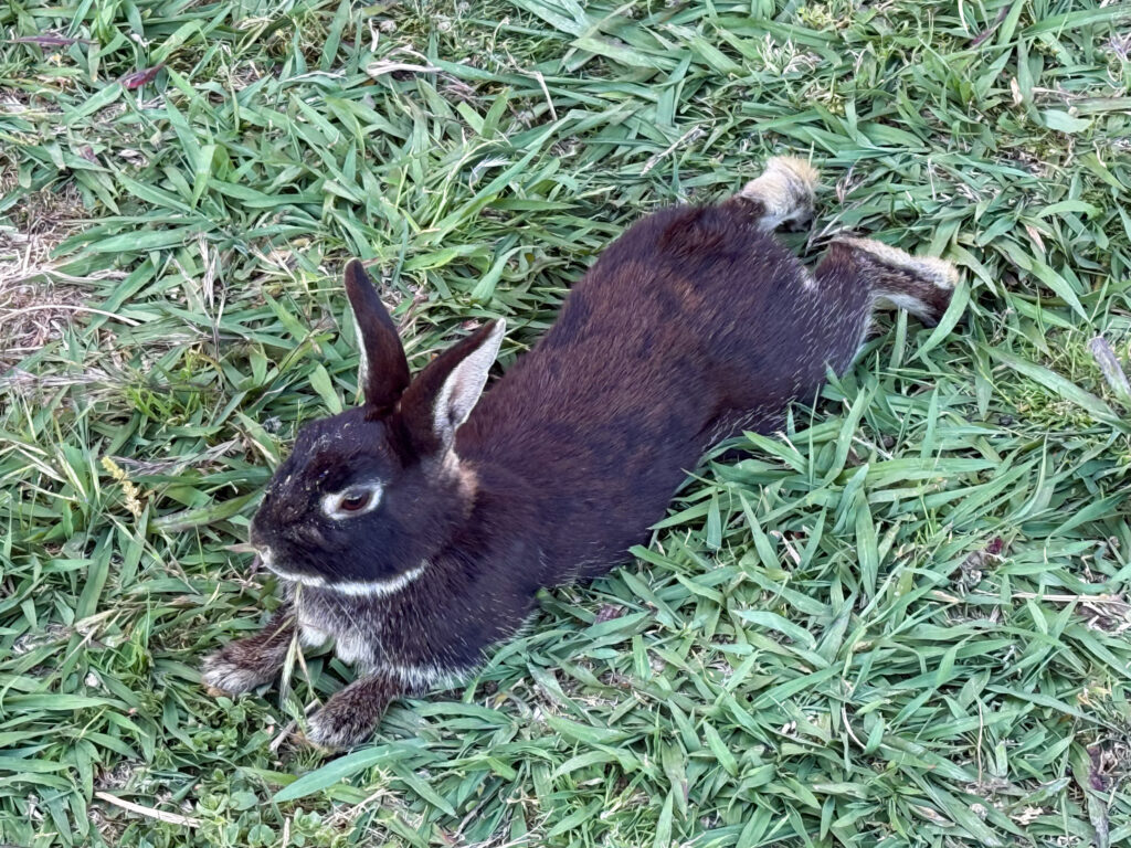 Bunny at Asmana Spa