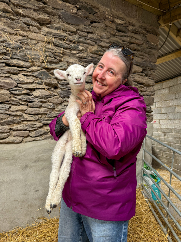 Hold a baby lamb