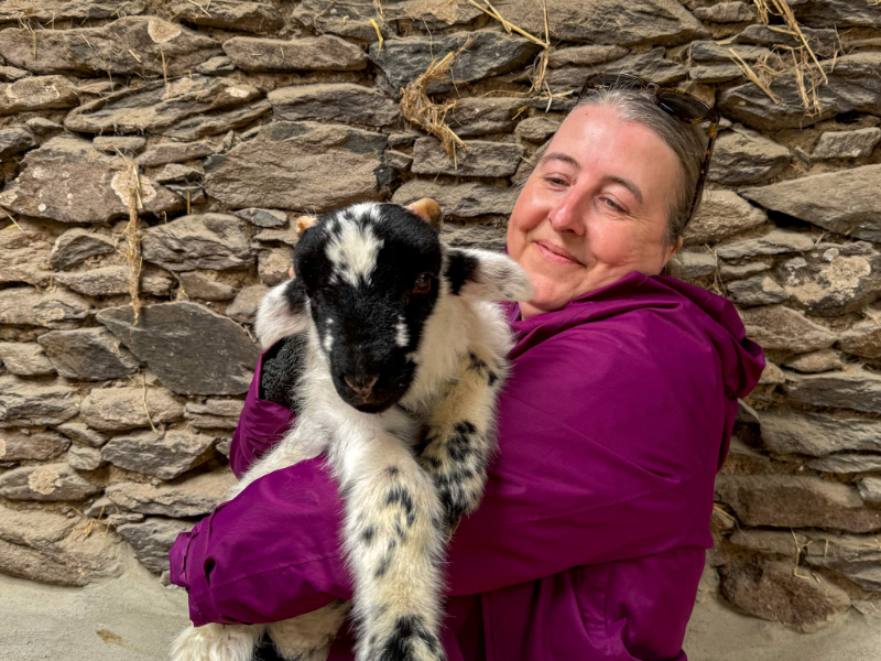 Hold a baby lamb