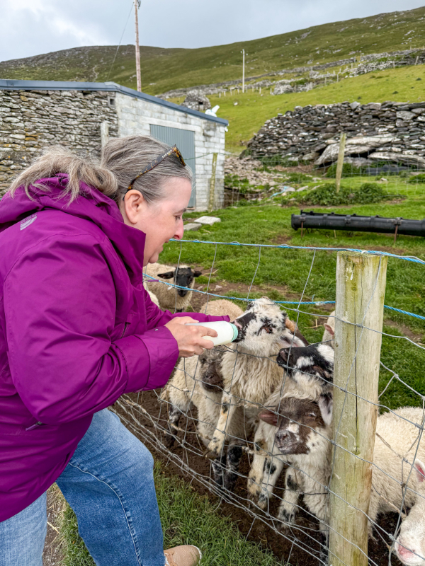 Hold a baby lamb