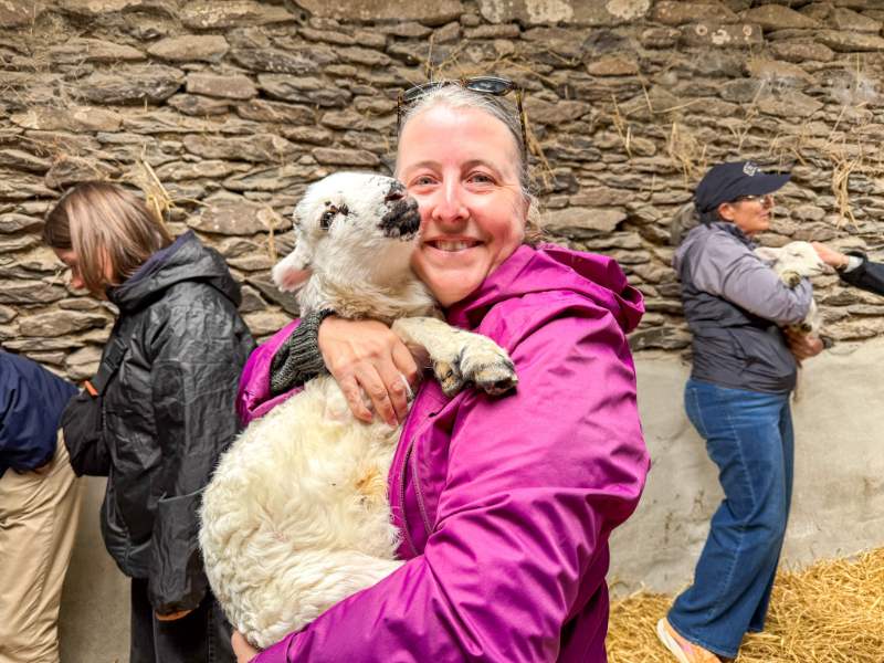 Hold a baby lamb