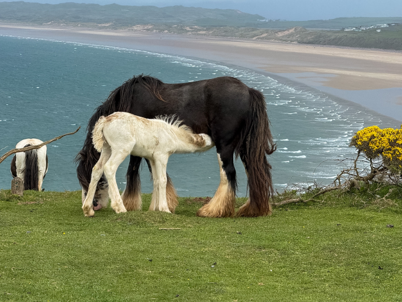 Rhossili Bay
