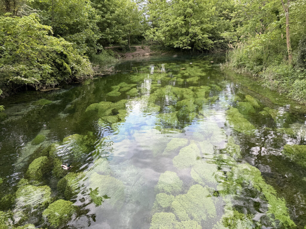 Swanbourne lake 