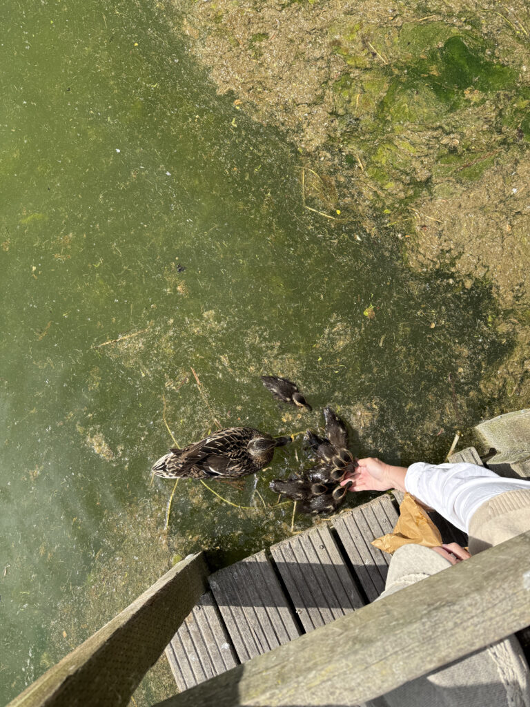 Swanbourne lake feeding the baby ducks- Arundel