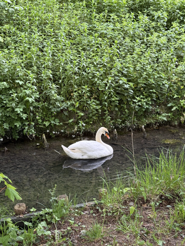 Swanbourne lake