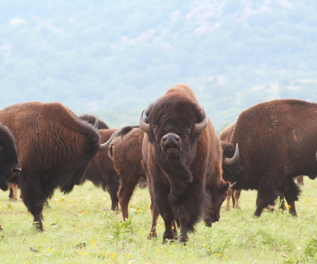 Bison
